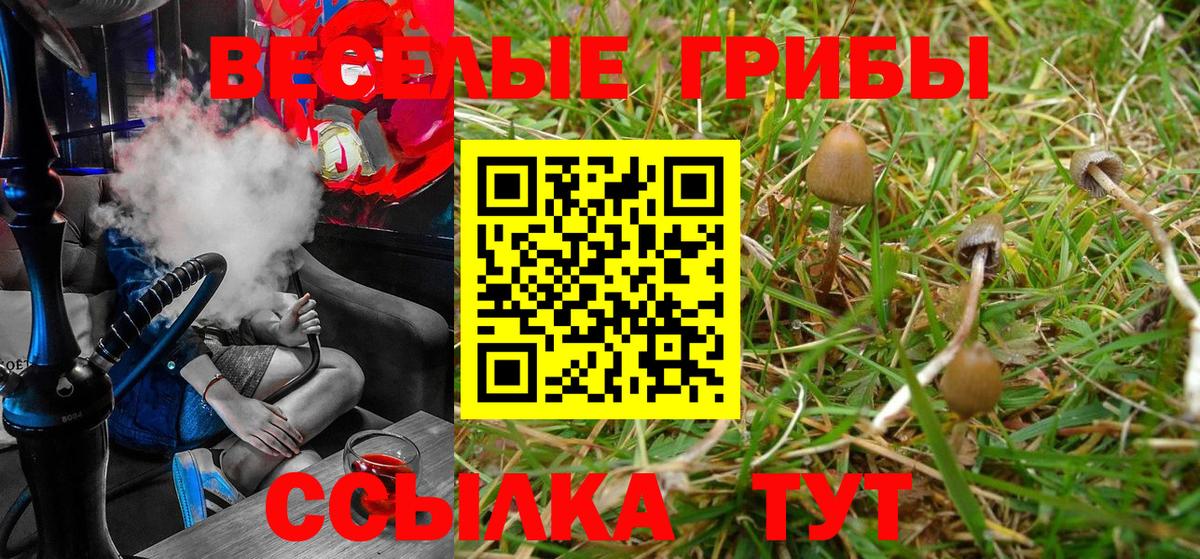Псилоцибиновые грибы GOLDEN TEACHER Губаха